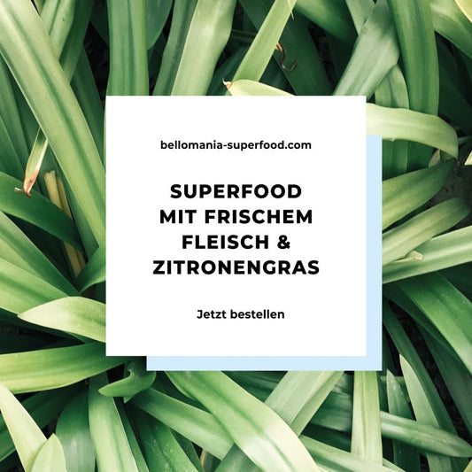 Entdecke die heilende und wohltuende Kraft von Zitronengras für deinen Hund